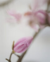 magnolia_01