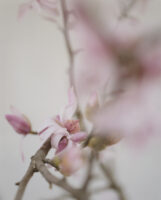magnolia_02